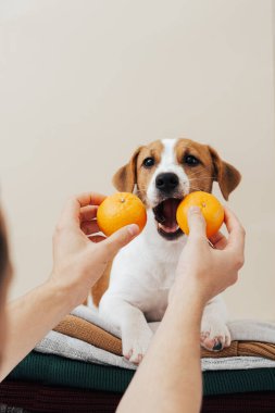 Şirin köpek Jack Russell Terrier kazak yığınının üzerinde yatıyor ve bej bir arka planda mandalina yemek istiyor. 