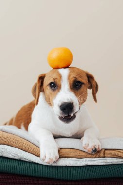 Şirin köpek Jack Russell Terrier kazak yığınının üzerinde yatıyor ve kafasında bej bir arka planda mandalina tutuyor. 