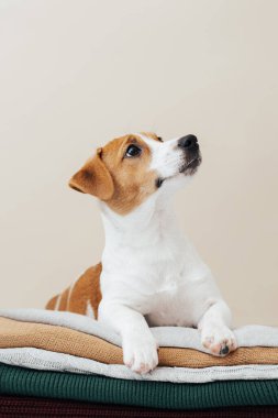  Şirin köpek Jack Russell Terrier kazak yığınının üzerinde yatıyor ve bej bir arka plana bakıyor.  