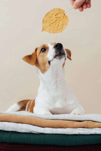 Cute Dog Jack Russell Terrier Leży Stosie Swetrów Patrzy Jesienny — Zdjęcie stockowe