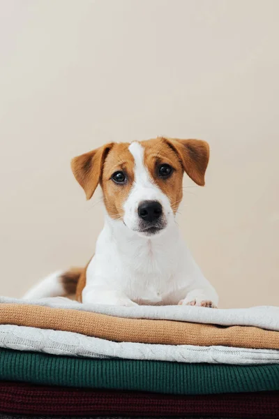 Χαριτωμένο Σκυλί Jack Russell Τεριέ Βρίσκεται Μια Στοίβα Πουλόβερ Και — Φωτογραφία Αρχείου