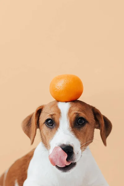 Cute Dog Jack Russell Terrier Segura Uma Tangerina Sua Cabeça — Fotografia de Stock