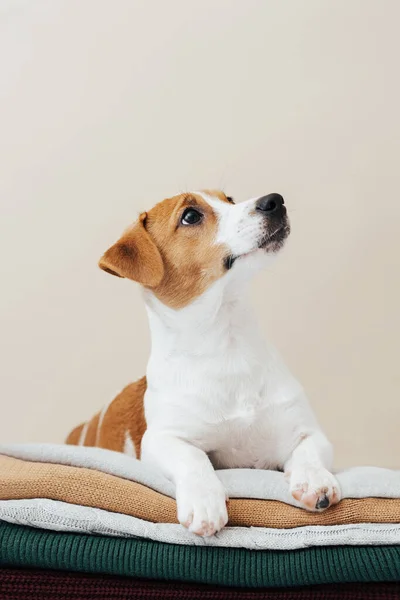Mignon Chien Jack Russell Terrier Repose Sur Une Pile Pulls — Photo