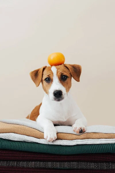 Słodki Pies Jack Russell Terrier Leży Stosie Swetrów Trzyma Mandarynkę — Zdjęcie stockowe