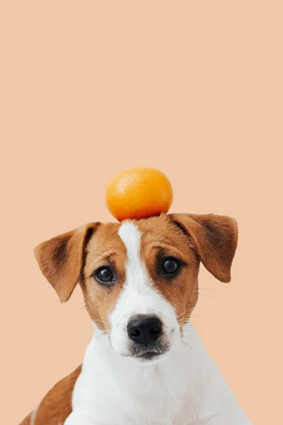 Cute Dog Jack Russell Terrier Segura Uma Tangerina Sua Cabeça — Fotografia de Stock