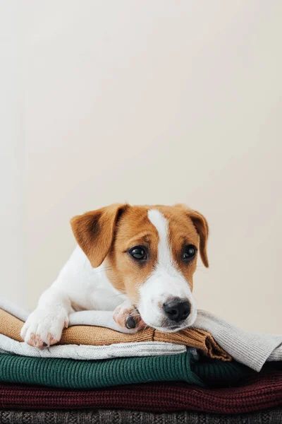 Cute Dog Jack Russell Terrier Leży Stosie Swetrów Odwraca Wzrok — Zdjęcie stockowe
