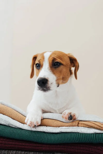 Cute Cane Jack Russell Terrier Trova Una Pila Maglioni Distoglie — Foto Stock