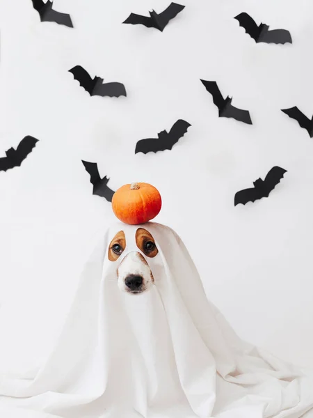 Pies Kostiumie Ducha Białym Tle Czarnymi Papierowymi Nietoperzami Cute Halloween — Zdjęcie stockowe