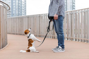 Adam tatlı Jack Russell terrier köpeğiyle oynuyor, antrenman yapıyor, numaralar ve komutlar öğretiyor.