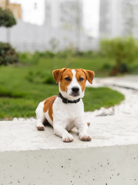 Netter Jack Russell Terrier Hund Der Natur Einem Sommertag Liebenswerter — Stockfoto