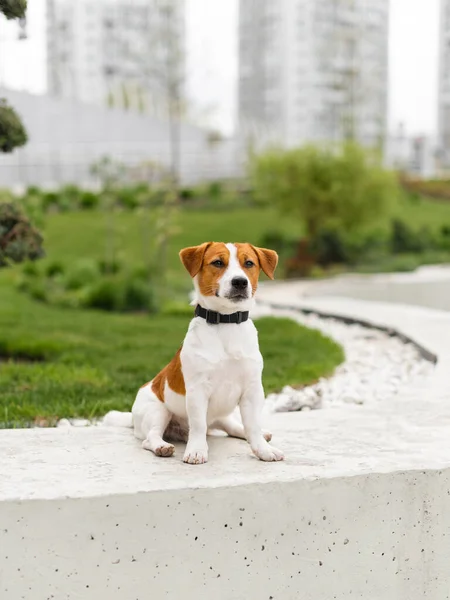 Lindo Perro Jack Russell Terrier Aire Libre Naturaleza Día Verano —  Fotos de Stock