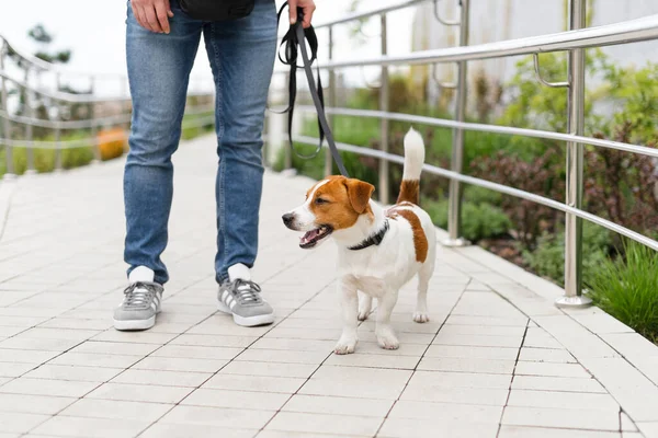 Man walking jack russell terrier dog. Man in casual clothes walking on the street with adorable jack russell terrier dog while enjoying time together