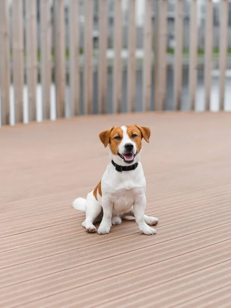 Lindo Perro Jack Russell Terrier Aire Libre Naturaleza Día Verano —  Fotos de Stock