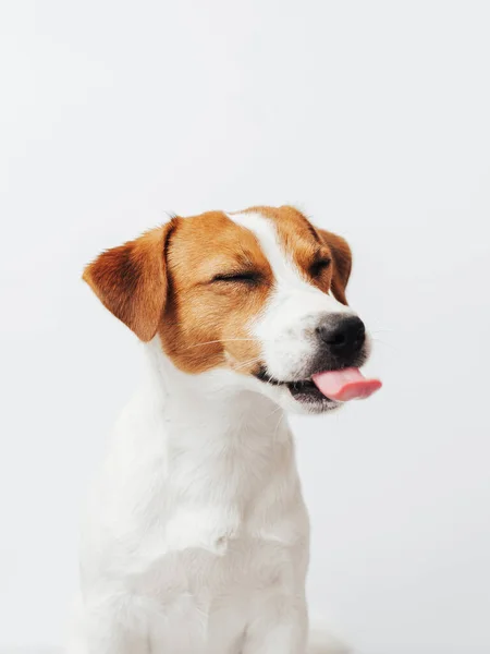 Beyaz arka planda izole edilmiş, dili dışarı fırlamış sevimli bir Jack Russell Terrier. Tatlı ve komik köpek, dili ve gözleri kapalı oturuyor.