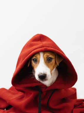 Kırmızı kazaklı ve kameraya bakan sevimli köpek Jack Russell Terrier.