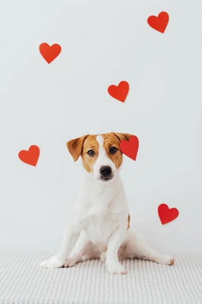 Sevgililer Günü için kalplerin arka planında sevimli bir köpek olan Jack Russell Terrier 'ın portresi.
