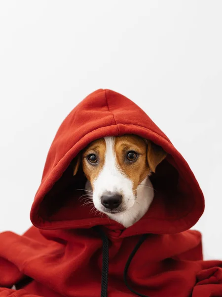 Cão Bonito Jack Russell Terrier Uma Camisola Vermelha Com Capuz — Fotografia de Stock