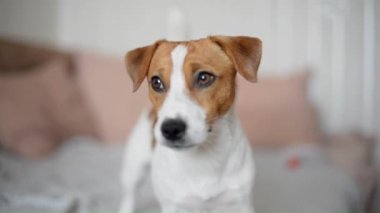 Sevimli bir Jack Russell Terrier köpeği kameraya bakıyor ve kuyruğunu sallıyor.