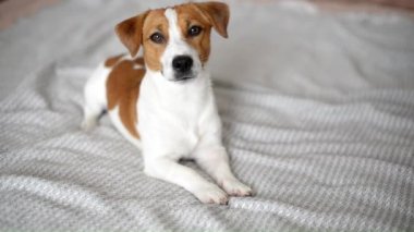 Yatakta uzanmış kameraya bakan sevimli bir Jack Russell Terrier köpeği.
