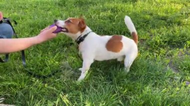 Mutlu köpek Jack Russell Terrier güneşli bir günde yeşil çimlerin üzerinde sahibinden topu almaya çalışıyor.