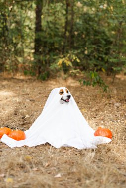 Jack Russell Terrier 'ın hayalet kostümü giymiş köpeği Cadılar Bayramı' nda parkta turuncu balkabaklarının arasında oturuyor. Şükran Günü, Cadılar Bayramı, Sonbahar