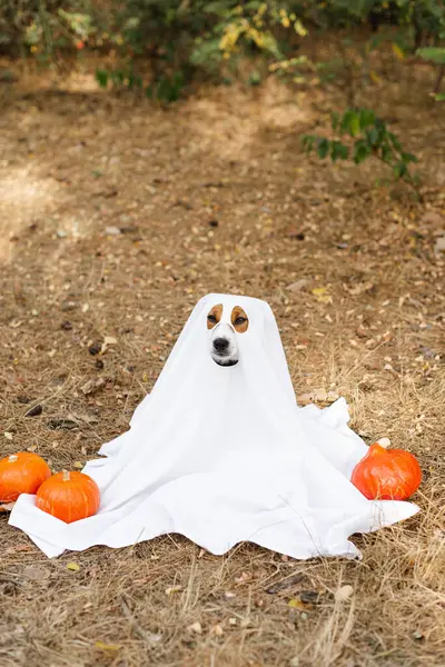 Jack Russell Terrier Σκυλί Φορώντας Ένα Κοστούμι Φάντασμα Κάθεται Μεταξύ — Φωτογραφία Αρχείου