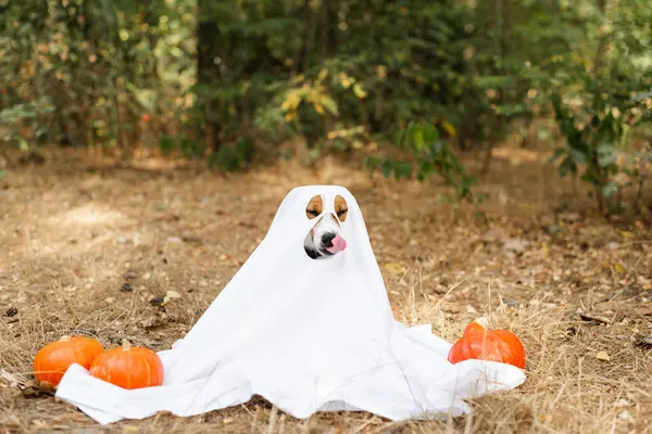 Pies Jack Russell Terrier Kostiumie Ducha Siedzący Między Pomarańczowymi Dyniami — Zdjęcie stockowe