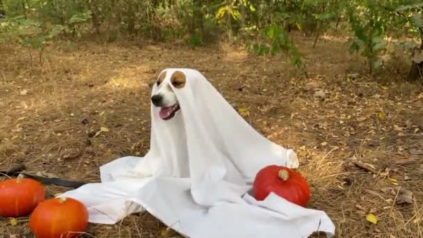 ジャック ラッセル テリア犬は ハロウィーンの公園でオレンジ色のカボチャの間に座っている幽霊の衣装を着ています 感謝祭の日 ハロウィン休日 秋の季節 — ストック動画