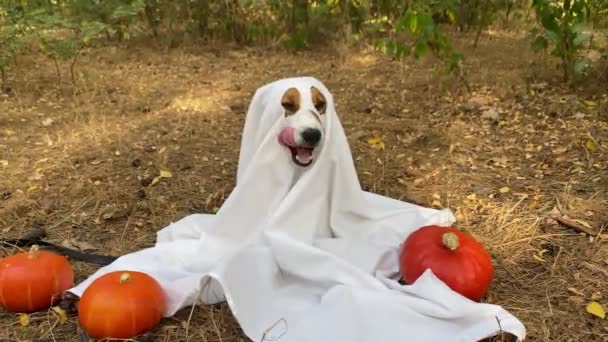 ジャック ラッセル テリア犬は ハロウィーンの公園でオレンジ色のカボチャの間に座っている幽霊の衣装を着ています 感謝祭の日 ハロウィン休日 秋の季節 — ストック動画