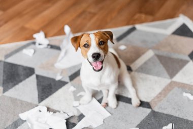 Jack Russell Terrier 'in portresi evdeki belgeleri yok ediyor. Oops, sevimli bir köpek oturma odasını dağıttı.