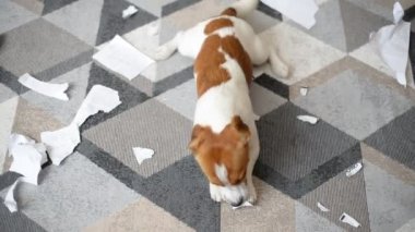 Şirin Jack Russell Terrier köpeği evdeki belgeleri yok etti.