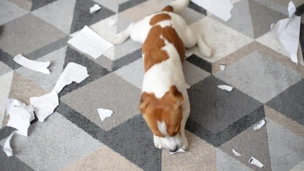可爱的杰克罗素Terrier狗摧毁了文件在家里 — 图库视频影像