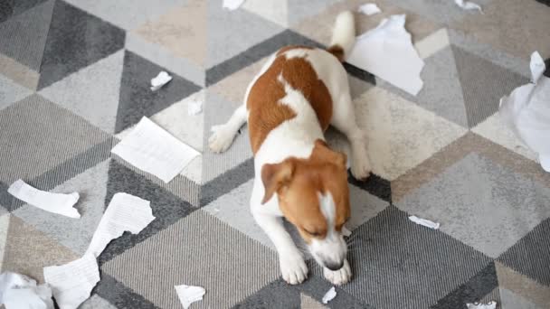 かわいいジャック ラッセル テリア犬が自宅の文書を破壊した — ストック動画