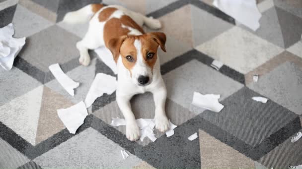 可爱的杰克罗素Terrier狗摧毁了文件在家里 — 图库视频影像