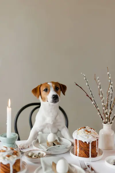 Szczęśliwej Wielkanocy Cute Jack Russell Terrier Pies Siedzi Przy Stole — Zdjęcie stockowe