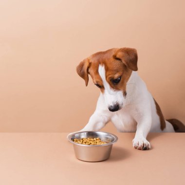 Aç, komik, Jack Russell Terrier köpeği ve kuru yemek kasesi pastel arka planda diliyle yalanıyor. Kuru hayvan maması konsepti, kopyalama alanı