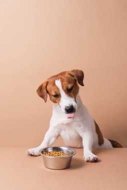 Aç, komik, Jack Russell Terrier köpeği ve kuru yemek kasesi pastel arka planda diliyle yalanıyor. Kuru hayvan maması konsepti, kopyalama alanı