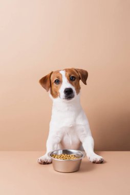 Tatlı Jack Russell Terrier köpeği ve pastel arka planda kuru bir yemek kasesi. Kuru hayvan maması konsepti, kopyalama alanı