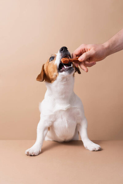 Caucasian male owner's hand feeding food to Jack Russell Terrier dog isolated on neutral  background, studio shot. Pets love concept, copy space