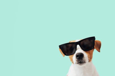 Nane arkaplanında izole edilmiş güneş gözlüklü komik Jack Russell Terrier köpeği, boşluğu kopyala