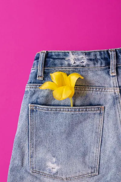 Creative spring concept made with tulip flowers in back pocket of blue jeans isolated on hot pink background. Top view, close up, copy space