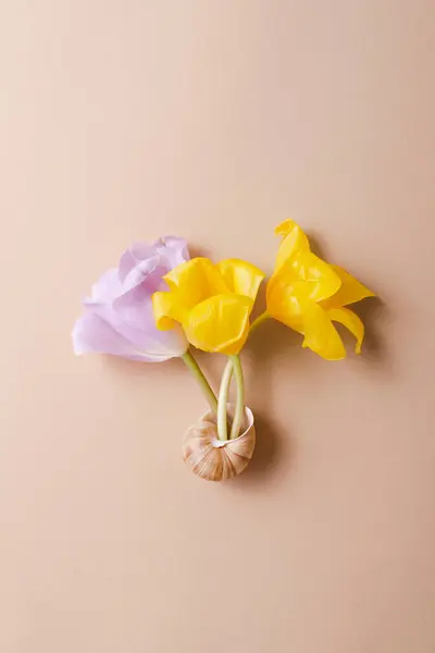 Creative Spring Concept Tulip Flowers Snail Shell Beige Background Top — Stock Photo, Image