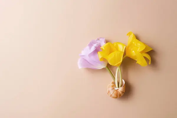 創造的な春のコンセプト ベージュのバックグラウンド トップビュー コピースペースのスナイスシェルでチューリップ花 — ストック写真