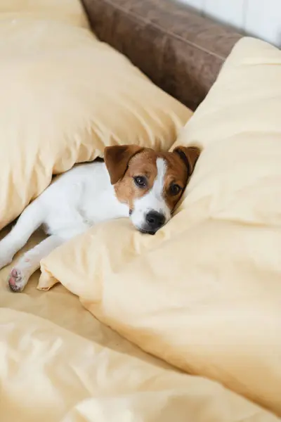 stock image Cute Jack Russell Terrier dog laying on a yellow bed at home. Purebred puppy resting on the bed in the room