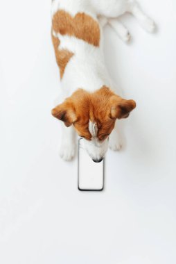 Beyaz stüdyo arka planında izole edilmiş akıllı telefona bakan sevimli köpek Jack Russell Terrier. Evcil hayvan sevgisi ve hayvan hayatı kavramı. Tasarım veya reklam için boşluk kopyala