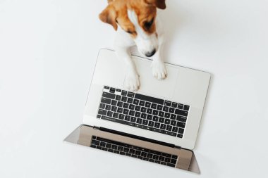 Beyaz stüdyo arka planında dizüstü bilgisayarda çalışan sevimli köpek Jack Russell Terrier. Tasarım veya reklam için boşluk kopyala