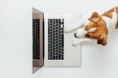 Beyaz stüdyo arka planında dizüstü bilgisayarda çalışan sevimli köpek Jack Russell Terrier. Tasarım veya reklam için boşluk kopyala