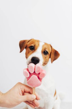Jack Russell Terrier beyaz arka planda dondurma yiyor. Erkek el, tatlı bir köpek için dondurma tutar. Kopya alanı.