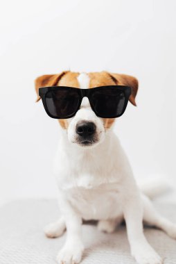 Beyaz stüdyo arka planında siyah güneş gözlüklü komik Jack Russell Terrier köpeği, kopyalama alanı