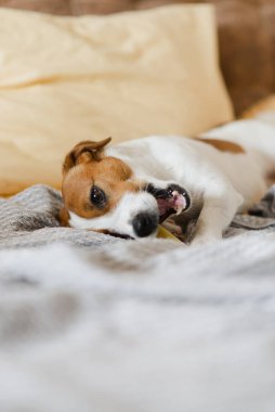 Evdeki kanepede uzanmış peynir çubuğu yiyen sevimli bir Jack Russell Terrier köpeği. Köpek en iyi hayatını yaşıyor, köpek maması konsepti.